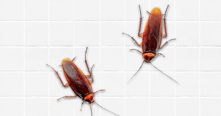 10 Best Ways to Get Rid of Roaches Overnight from Home 2024