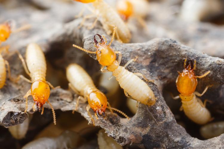 Termites: How to identify and control them