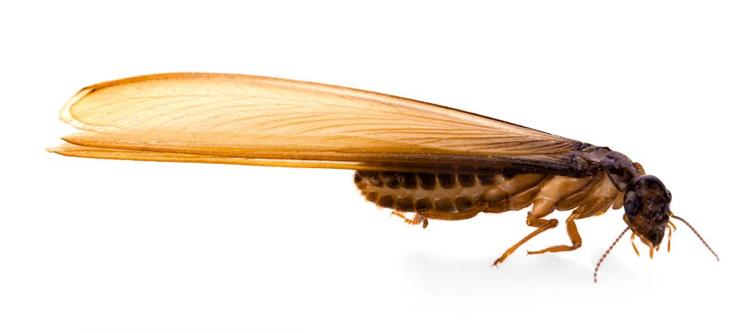flying termite
