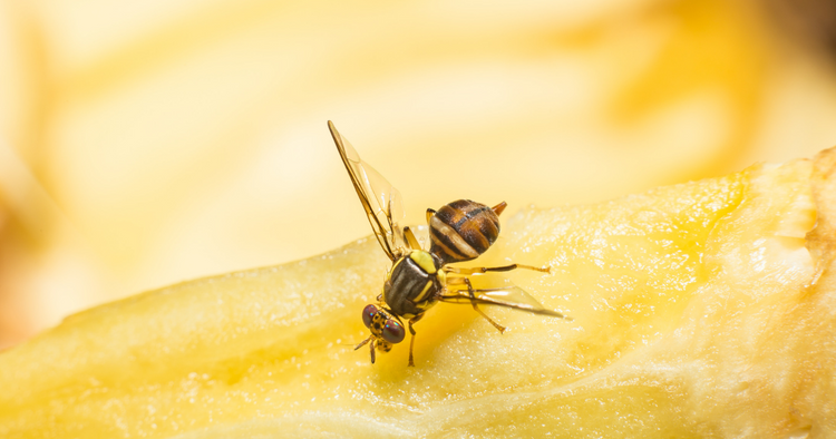 Gambar serangga lalat