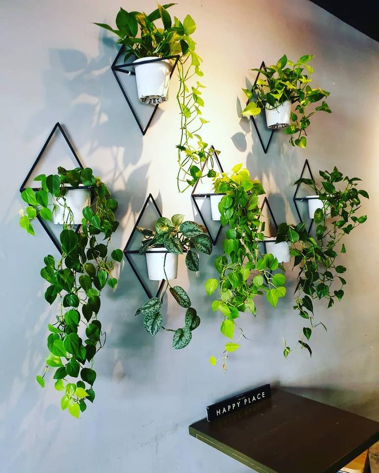 This is how you should arrange your indoor plants, according to plant ...