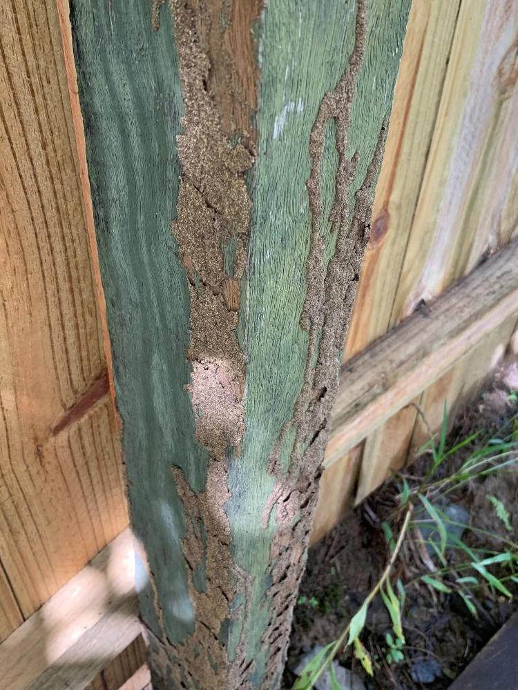 Signs of termites infestation - Mud tubes