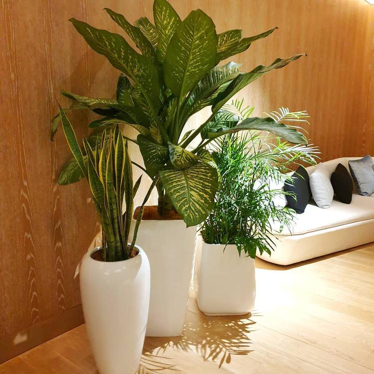 This Is How You Should Arrange Your Indoor Plants, According To Plant ...