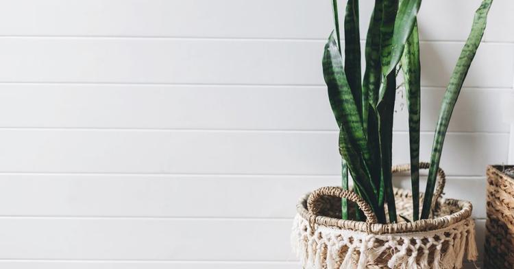 Pokok sukulen yang boleh ditanam di rumah - Snake Plant