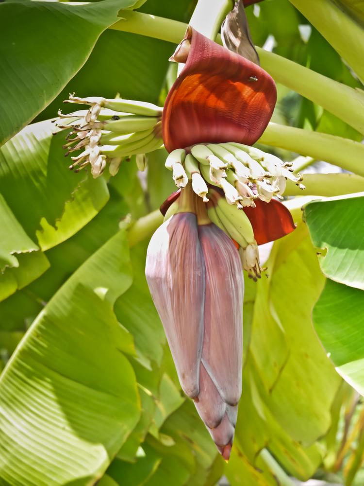 The banana tree is a common garden variety in Malaysian homes that is non-toxic to cats