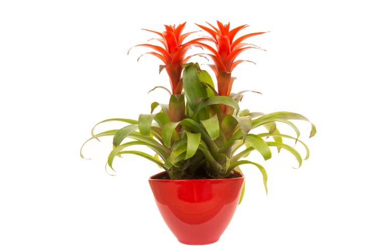 Bromeliad is a common household plant that is non-toxic to cats
