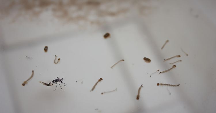 17-cara-hapuskan-jentik-jentik-dan-cegah-pembiakan-nyamuk-Aedes-di-rumah