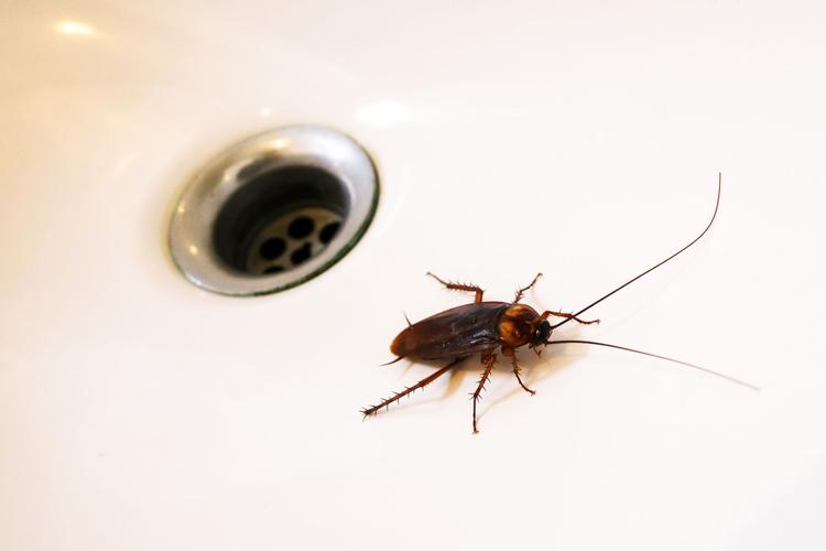Cockroaches in the sink