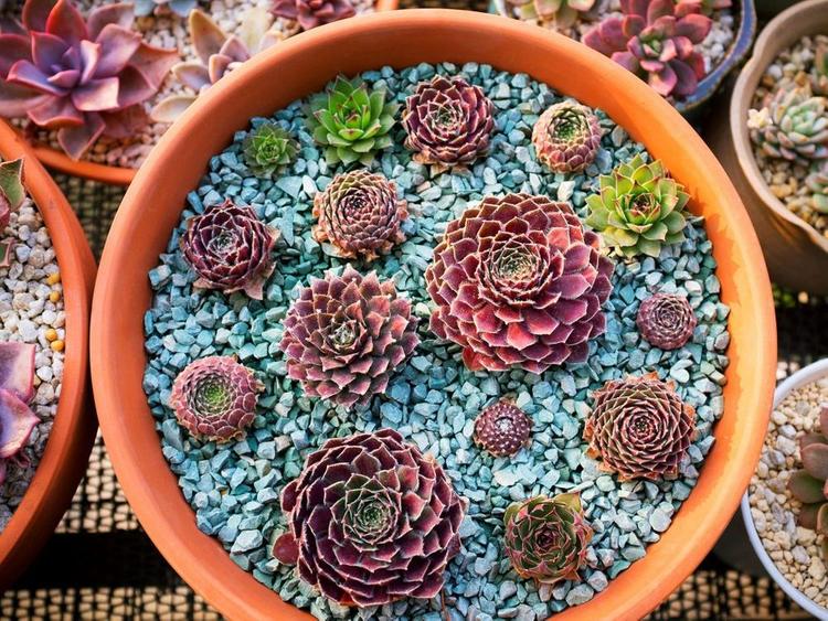 Succulents