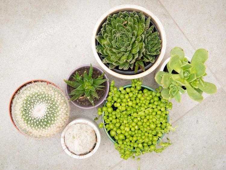 Succulents