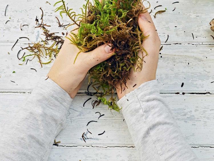 Checking the sphagnum moss to ensure that it stays moist for the monstera plant.