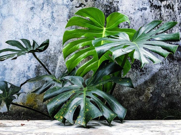 Large and dramatic, the monstera deliciosa is a beautiful indoor plant in any home.