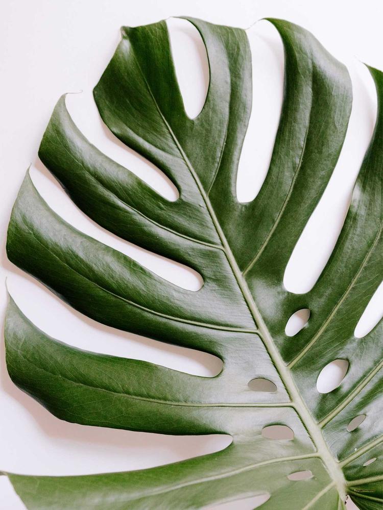 The unique shape of the monstera deliciosa leaf that gave it its other name – the Swiss Cheese plant.