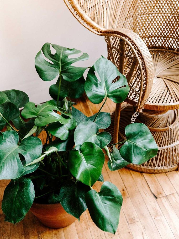The easy indoor plant to have, monstera deliciosa (swiss cheese) plant.