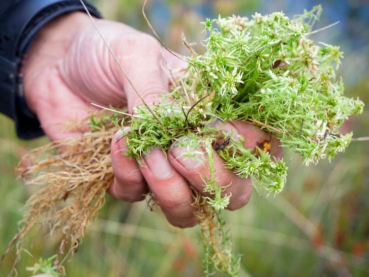 Sphagnum moss up close