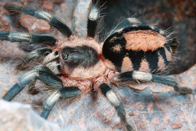 Tarantula closeup
