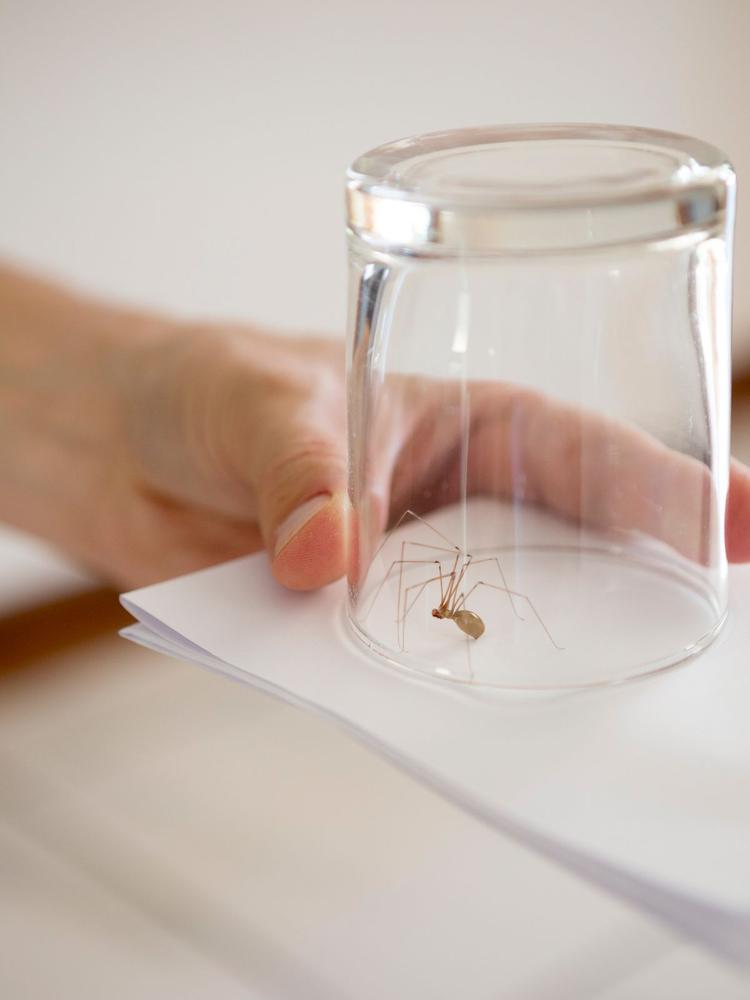 removing-spider-with-cup