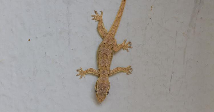 12 ways to remove lizards from your home permanently 