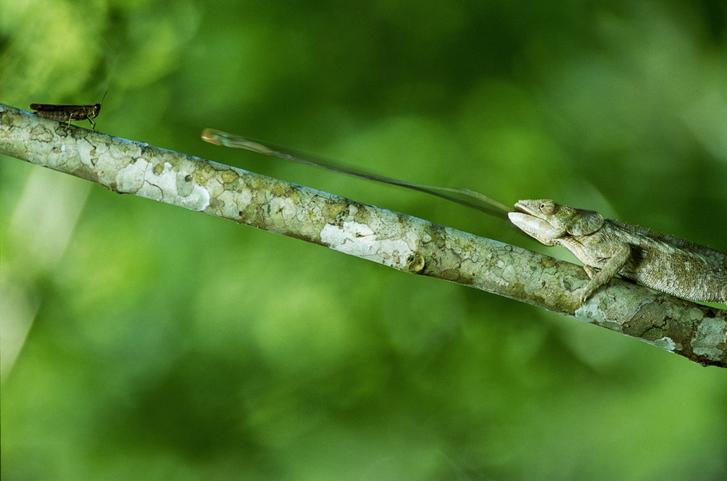 12 ways to remove lizards from your home permanently - iproperty