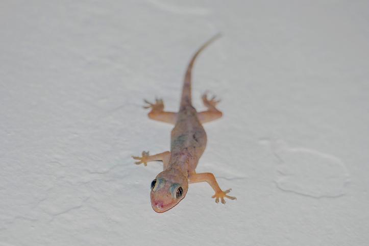 Gecko Indoor Insect Trapper