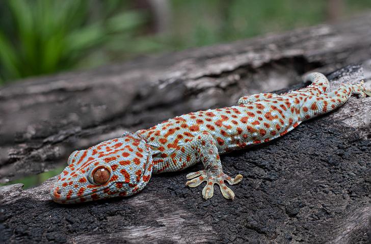 Keeping Things Simple: How to free a lizard from a sticky trap