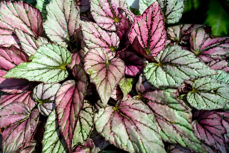 Begonia leaves  rex-cultorum