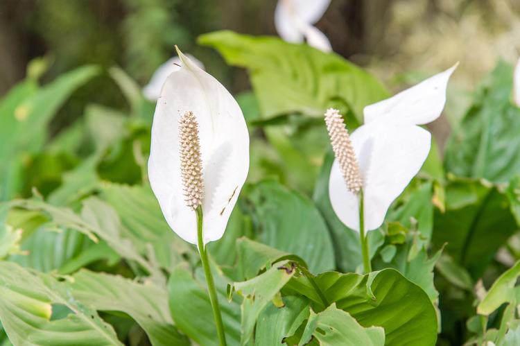 Peace Lily - Spathiphyllum wallisii requires very little sunlight to survive.
