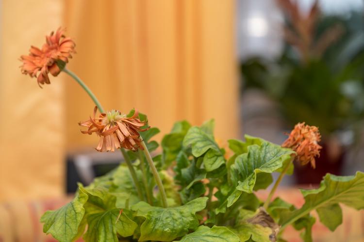 Mistake 6: Neglecting your indoor plants