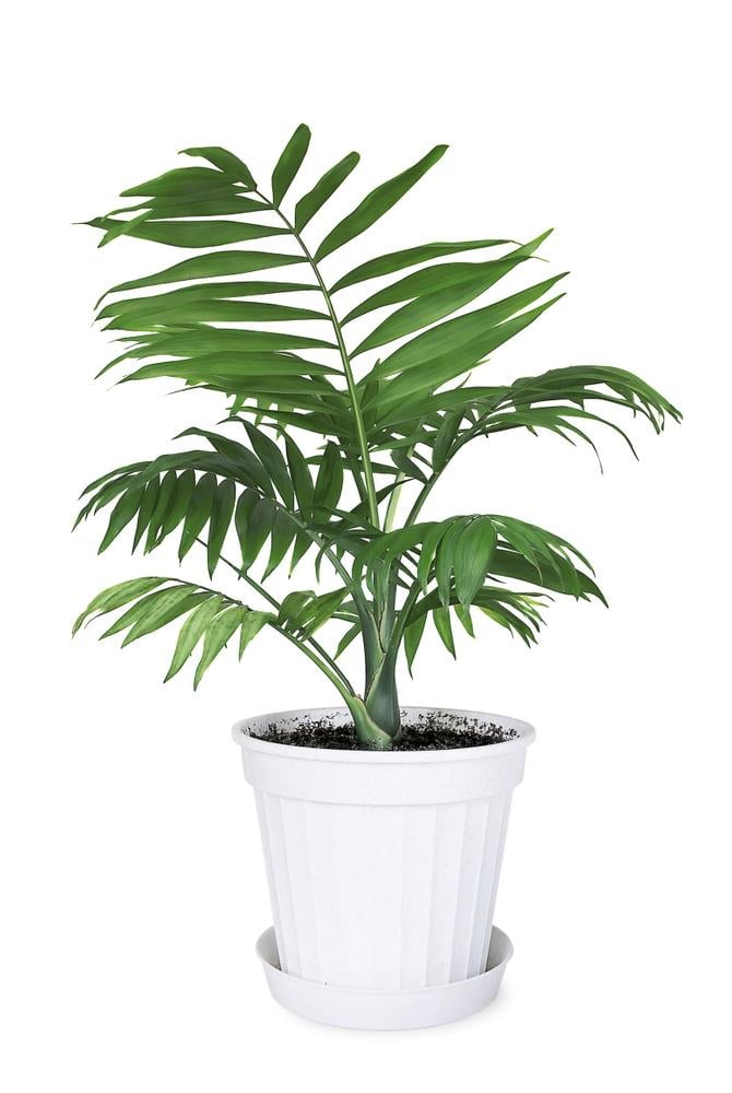 Parlor Palm (Chamaedorea Elegans) can grow in any condition and requires minimal care.