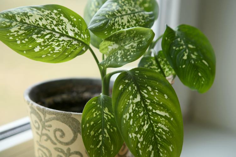 Dumb Cane (Dieffenbachia) can survive anywhere in the house, requires little care and thrives on little sunlight.