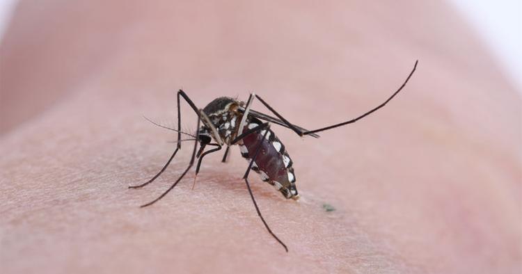 12种最有效的驱蚊植物