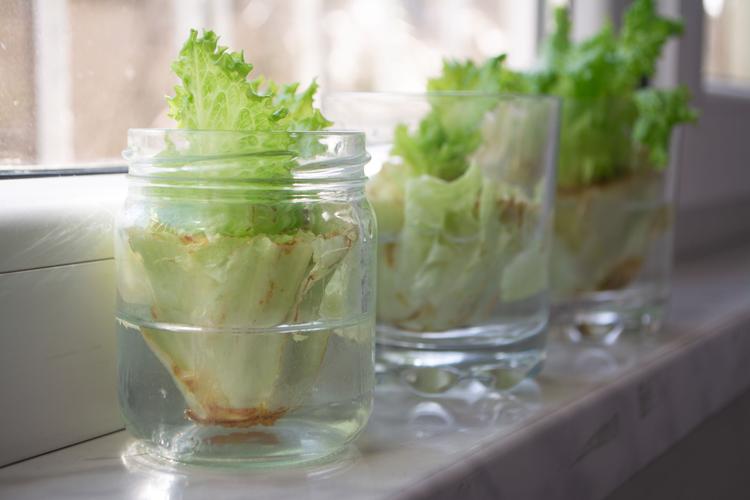 grow vegetables