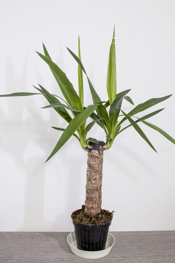 yucca plant indoor tree