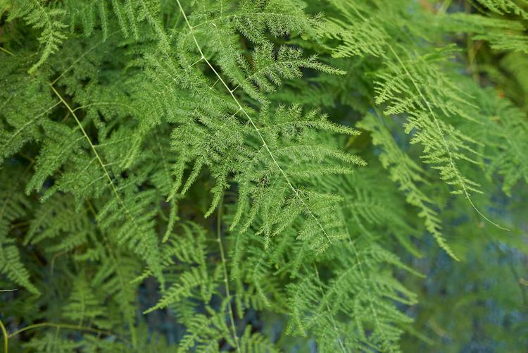 indoor-plants-asparagus-fern