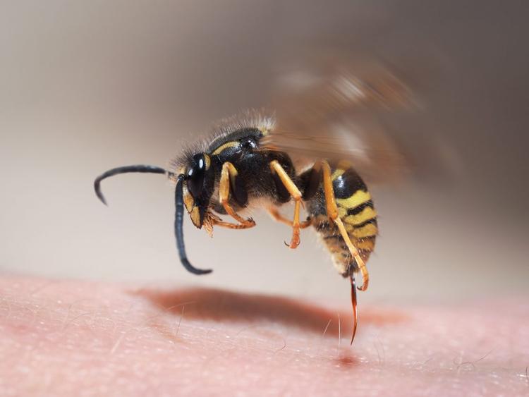 wasp stings, tebuan