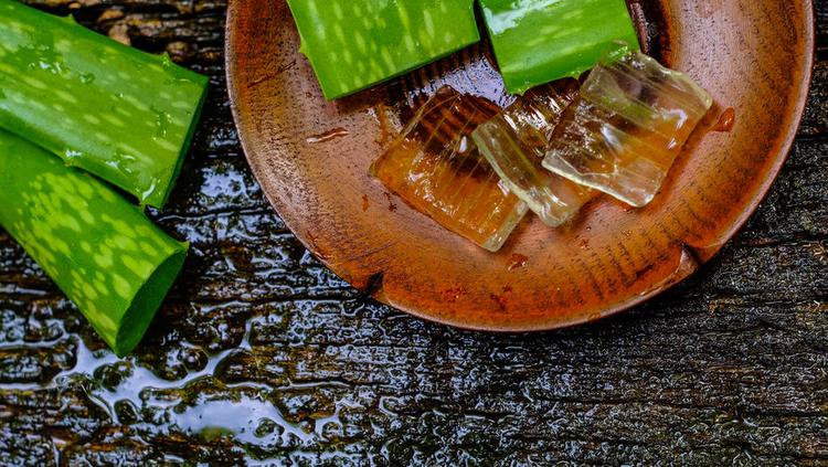 How to Grow and Care for Aloe Vera