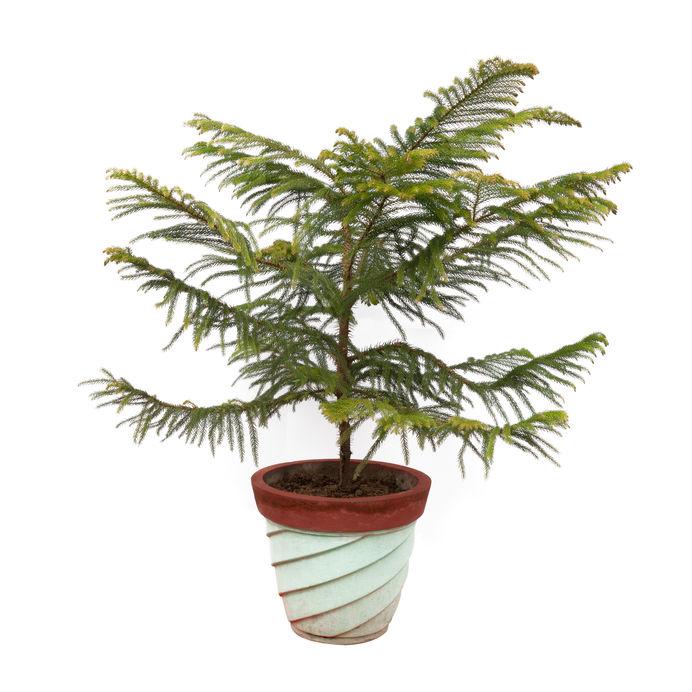 Norfolk island pine (Araucaria heterophylla) indoor tree
