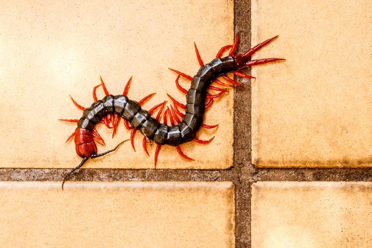 Sensitive Centipede