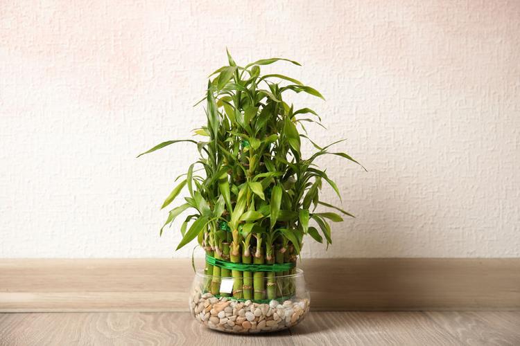 things-a-feng-shui-expert-does-not-have-at-home