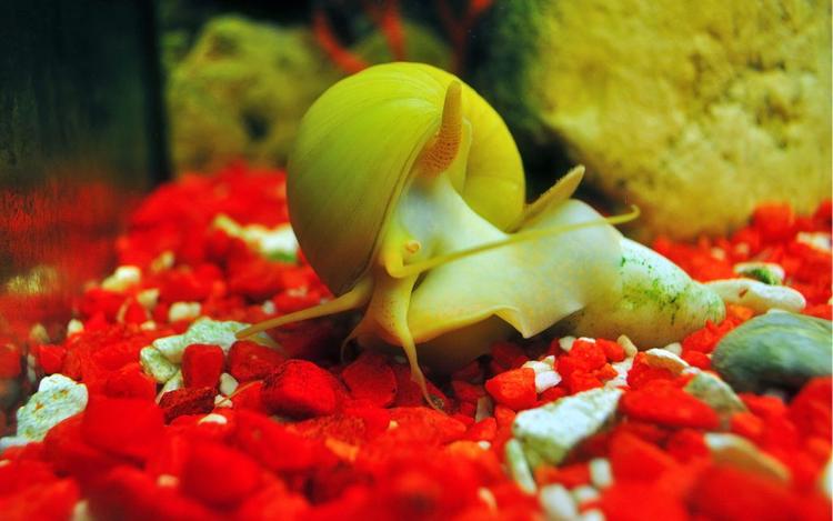 https://www.123rf.com/stock-photo/pomacea.html?oriSearch=achatina+fulica&sti=mh1xp5tpbd3r994q24|&mediapopup=130512462