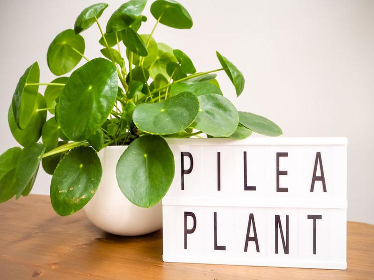 top-indoor-plants-2021-Pilea-peperomioides