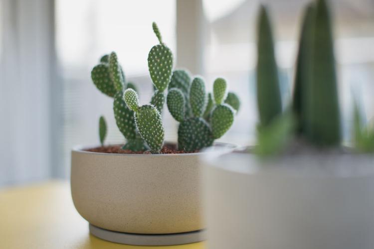 top-indoor-plants-2021-bunny-ear-cactus