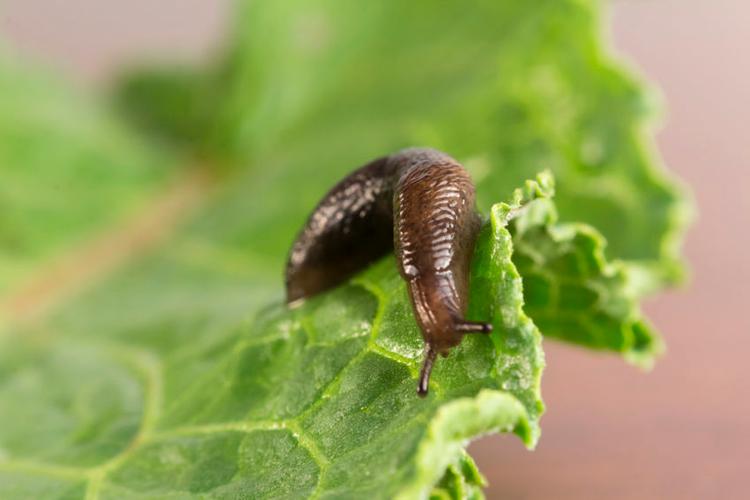 Garden-slug-Arion-hortensis