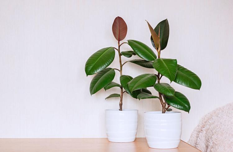 Rubber-Plant-Ficus-Elastica-How-to-Grow-and-Care-for-It