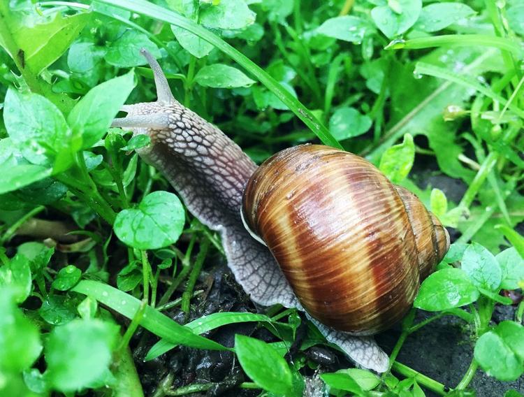 Siput-Babi-Giant-African-land-snail