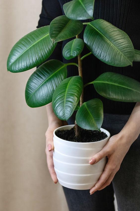 The Rubber Plant Care Guide - Ficus Elastica