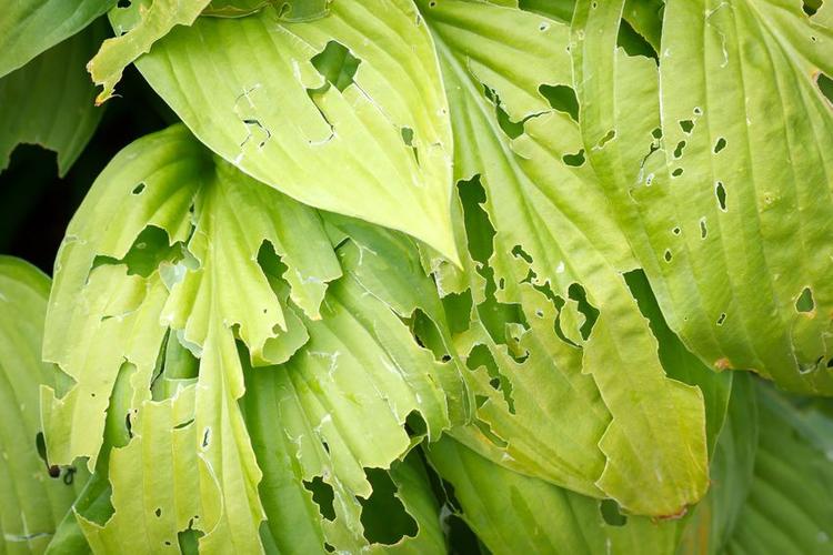 leaves-in-garden-eaten-by-slugs