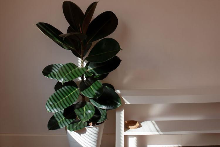 Ficus Elastica (Rubber Tree): Beginner Indoor Grow Tips