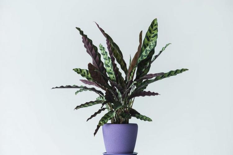 calathea lancifolia in pot isolated on grey background
