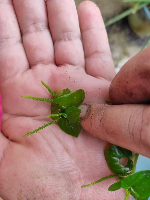 sediakan benih sirih cina